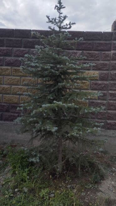 для зрения: Обрезка деревьев!!! Сезонная обрезка плодовых деревьев!!! Зима — 3