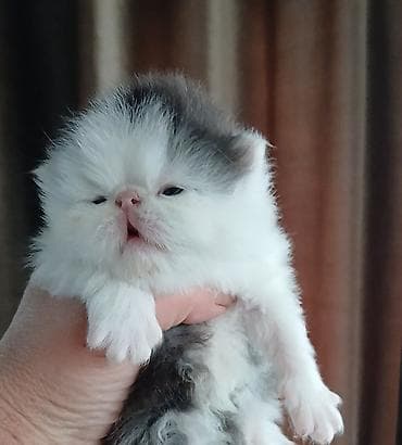 бенгалы котята: Персидский котёнок. Эксклюзив ! Шикарная персидская кошечка в — 1