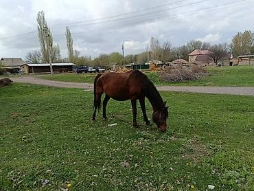 кемер кур: Продаю | Кобыла (самка) | Для разведения — 7