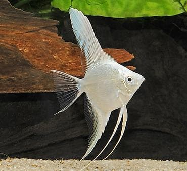 клариевый сом: Скалярия белая (Pterophyllum scalare), декоративная пресноводная рыба — 3