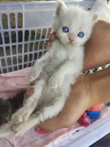 саан уй бишкек: Милые котята ищут заботливый дом! 🏡💕 Котята маленькие, спокойные и — 3