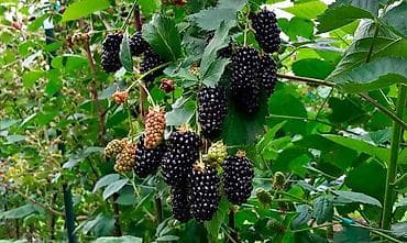 Крупы, мука, сахар: Ежевика — 2