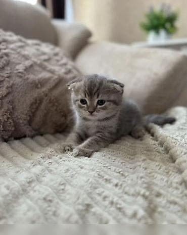 Кошки: Шотландские вислоухие котята (Scottish Fold) Есть девочки и мальчики — 3