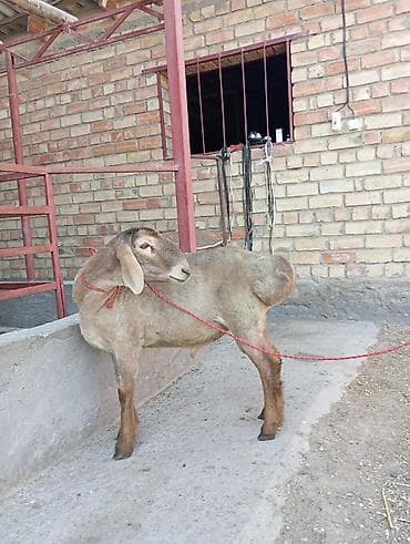 домашние птицы: Продаю | Баран (самец) | Для разведения | Племенные — 4