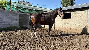 кой мал: Продаётся лошадьАйгыр отлично 👍🏻 держит косяк дает отличных — 9