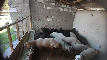 эшек жаныбар: Сатам | Козу, Кочкор (эркек) | Союуга, Көбөйтүү үчүн | Жасалма жол менен боозутуу — 9