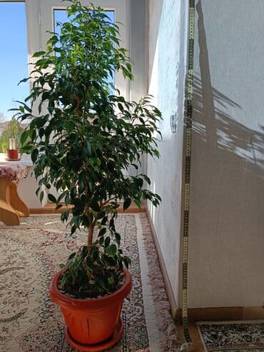 искусственный газон для мини футбольного поля цена бишкек: Цветы комнатные фикус Бенджамина высота 1 метр — 3