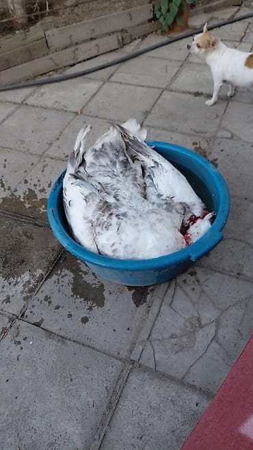 бараны егнята: Гусятина мясо этого года 
Сокулук тушки 3-4,кг — 4