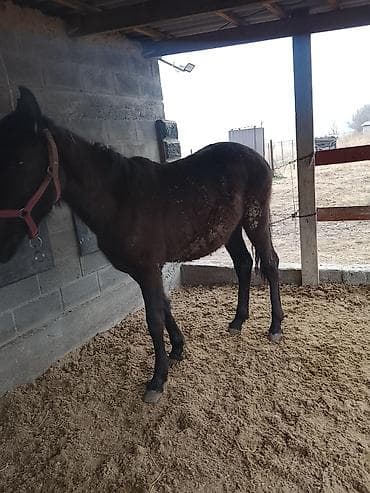 уй животных: Продаю | Кобыла (самка) | Полукровка — 3