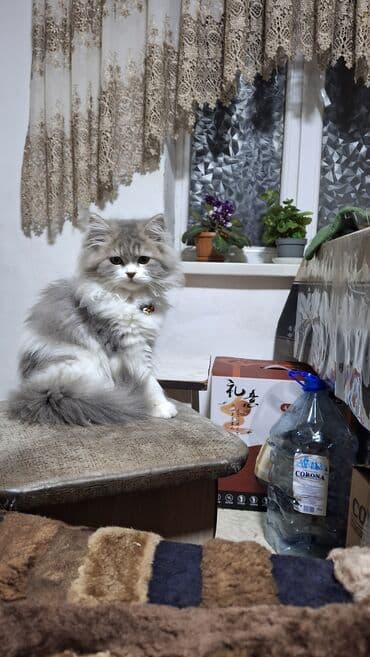 кукольный домик бу: Скотиш Страйт (Шотландская прямоухая), 3 месяца, девочка, Приучена в — 9