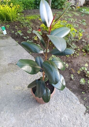 фикус для офиса: Фикус каучуконосный(Элатстика)высота 60-70см вечнозелёный с густой — 3