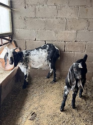 где можно купить хорька: Продаю | Коза (самка), Козёл (самец) | Для молока, Для разведения — 3