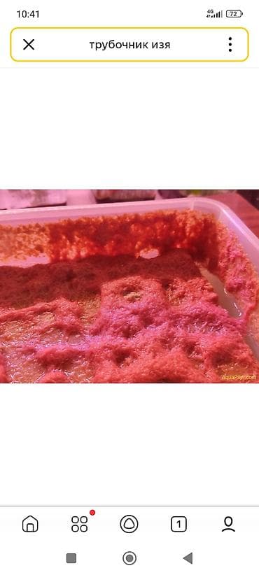 где можно купить аквариум с рыбками: Продаю готовые контенера с трубочником и аулофорусом для кормления — 1