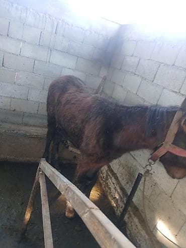 козел для случки: Продаю | Жеребенок | Для разведения — 3