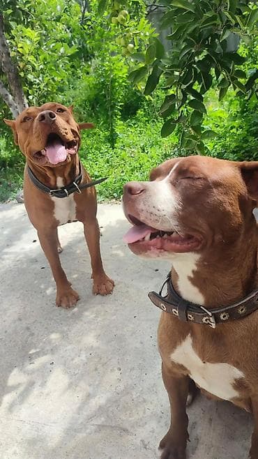 щенок французского бульдога: Питбуль, 2 месяца, Самец — 3