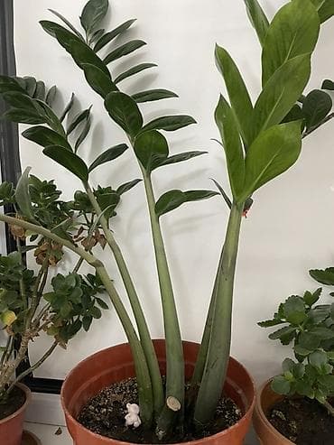 мини вазы: Замиокулькас (Zamioculcas zamiifolia) в горшке - Крупное комнатное — 2