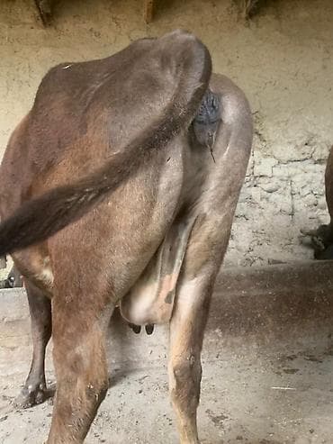 бооз бээ байтал: Продаю | Корова (самка) | Для молока | Привязанные — 3