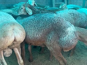 для баран: Продаю | Баран (самец) | Гиссарская, Арашан | На забой — 5