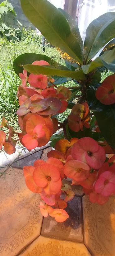 Молочай Миля (Euphorbia milii) в горшке - Компактный куст с — 1