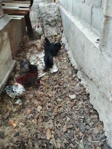 в связи с переездом отдам попугая жако в добрые руки: Продаю | Куры | Кохинхин | Для разведения — 23