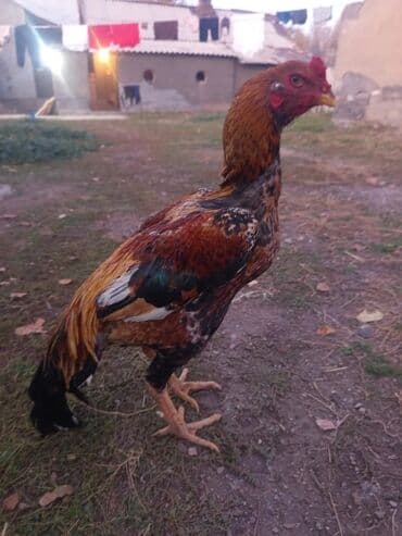 собака коли: Продаю | Петух | Домашняя | Для разведения — 3