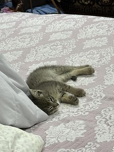 карликовые котята: Милый полосатый котёнок серо-коричневого окраса с белыми отметинами на — 2