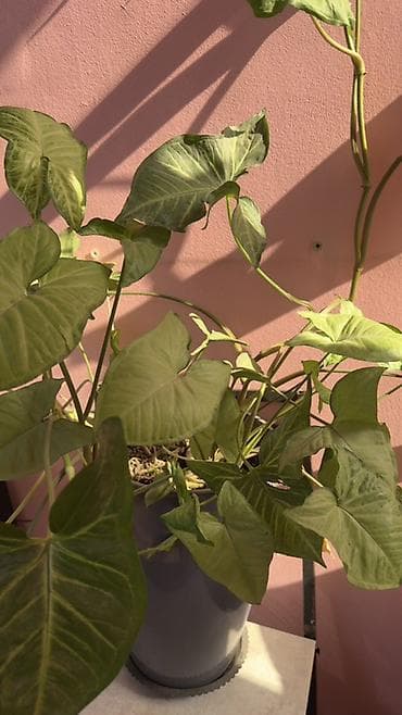 ботанический сад: Сингаптум (Syngonium podophyllum), ампельно-лазящее комнатное растение — 2