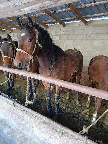 алабай: фото щенки: Продаю | Жеребец | Рабочий — 5