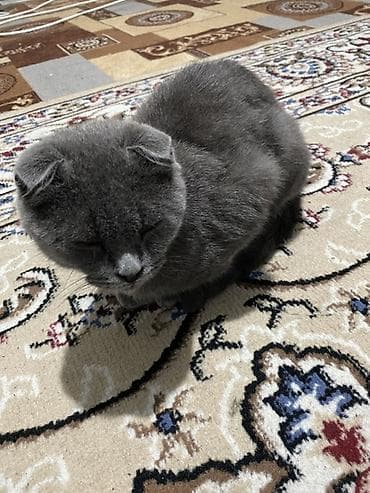 Грызуны: Скотиш Фолд (Шотландская вислоухая), 4 месяца, Мальчик, Серый, Приучена к лотку — 5