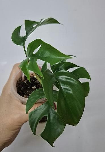 антуриум цветок цена: В продаже Промежуточные срезы Монстера Альба с корнями, уже можно — 4