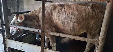 хомяк цена бишкек: Продаю | Бык (самец) — 2