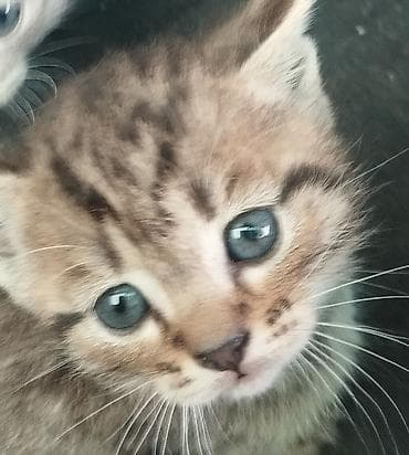 сибирский хаски: Полосатые котята с голубыми глазами. Окрас — классический тигровый — 1