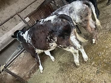 парода тай: Продаю | Бык (самец), Музоо, торпок | Полукровка, Бельгийская | На откорм | Привязанные — 3