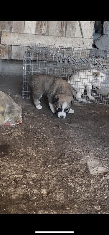 щенки русский спаниель: Продается чистокровный алабай щенки почти месяц крупные бодрые — 5