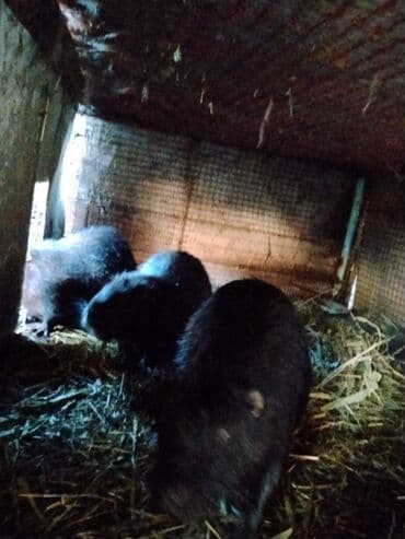 ежик живой: Продаю нутрий самцы на племя от 4месецев до 1.2 месяца есть молодые — 2
