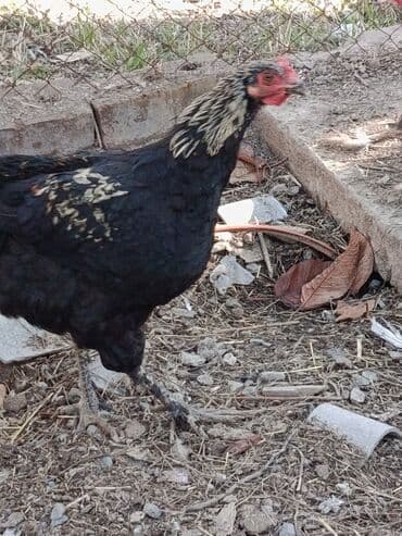 возьму собаку в добрые руки: Продаю | Петух | Для разведения — 2