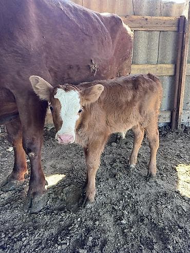 птица ферма: Продаю | Бык (самец) | На откорм — 3