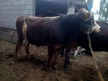 бык бык: Продаю | Бык (самец) | На откорм | Привязанные — 2