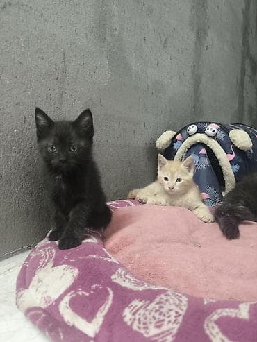 Кошки: Котята домашние в добрые руки!!!!!, помёт из двух малышей: - Черный — 6