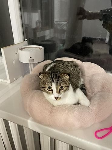 Үй жаныбарлары: Шотландская вислоухая кошка (скоттиш‑фолд) Девочка 6,5 месяца — 2