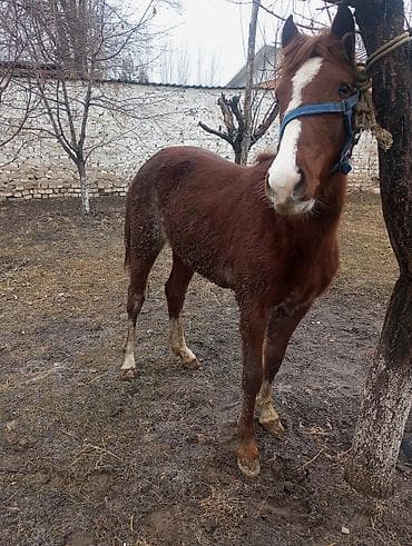 карова американка: Продаю | Жеребенок | Рабочий — 8