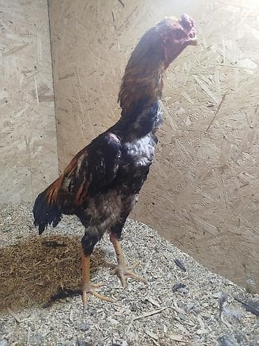 продаю курицу: Продаю | Куры — 3