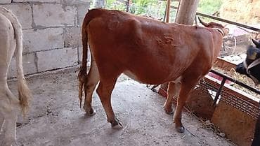 бычки коровы: Продаю | Корова (самка) | На забой — 1