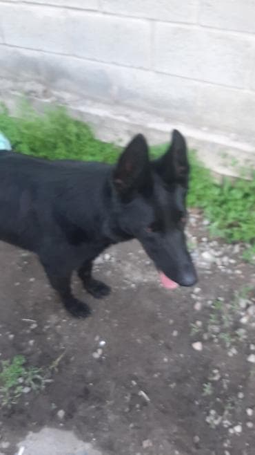 немецкая овчарка черная цена: Собака даром: Немецкая овчарка, 2 года, Самка — 3