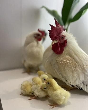 ко шомо: Продаю | Куры, Петух — 1