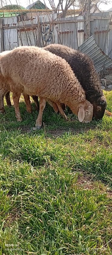 рамановский овцы: Продаю | Баран (самец) | Гиссарская — 3