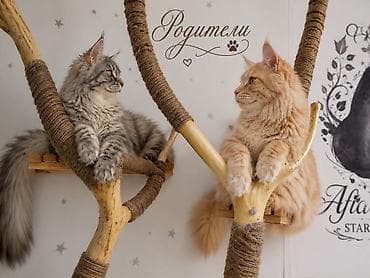 коротколапая кошка: Мейн-кун, 1 месяц, Мальчик, Кастрирована, Приучена к лотку, Проглистована — 3