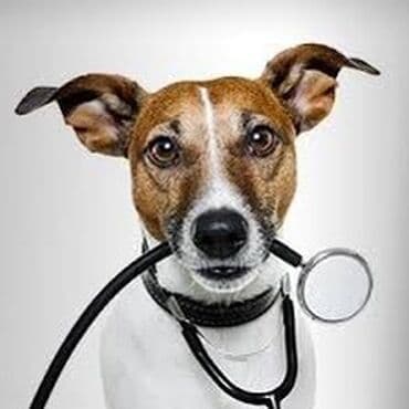 домик для собак: Ветеринар на выезд 24/7 Лечение Кастрация УЗИ КРС и Лошадей — 4