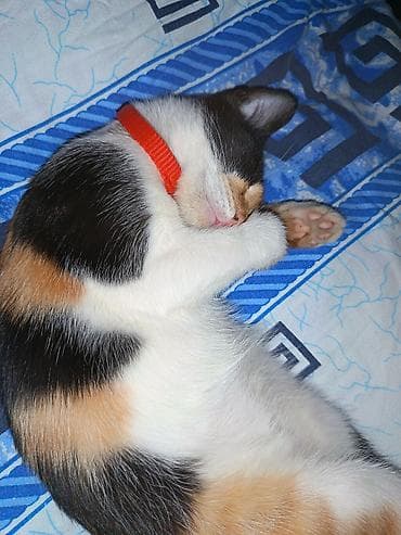 cat sofa: Кошка даром: Беспородная, 4 месяца, Девочка, Приучена к лотку, Проглистована, С прививками — 1