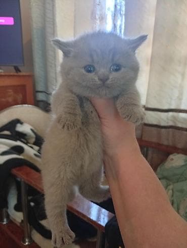 Башка жаныбарлар: Плюшевые котята серо-голубого окраса.писать только Вацап бронирование — 2